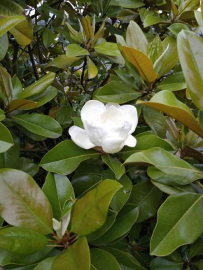 Magnolia